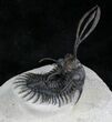 Stunning Trident Walliserops Trilobite - New Variation #24773-3